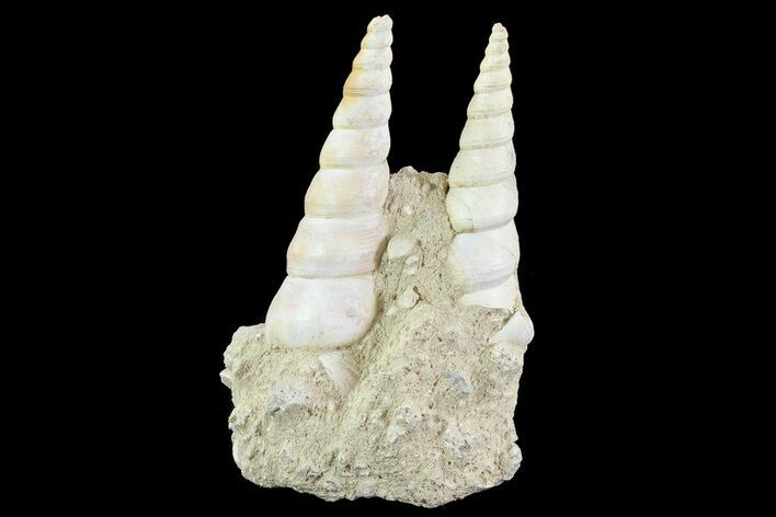 Fossil Gastropod (Haustator) Cluster - Damery, France #74508